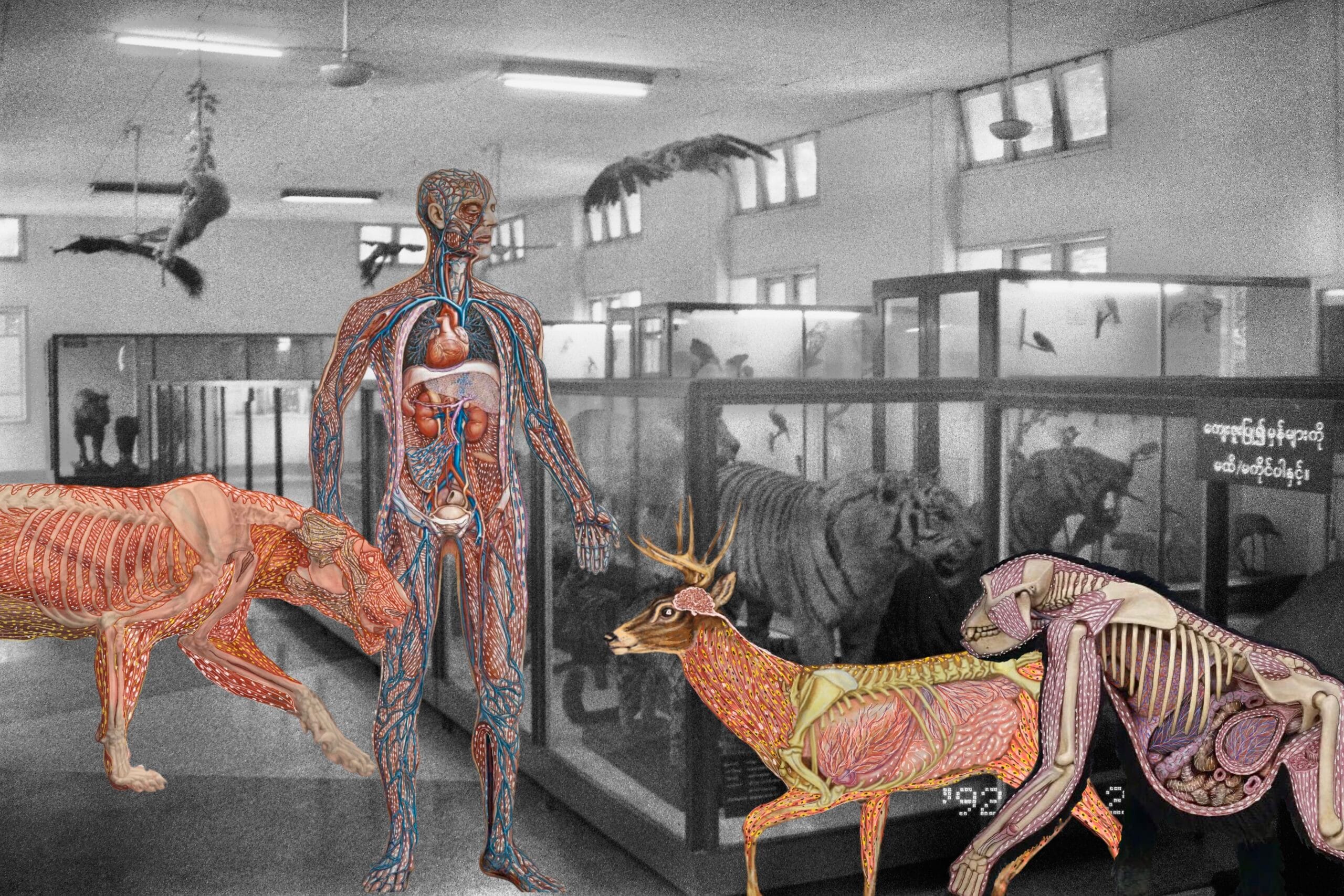 myanmar anatomy still3